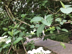 Viburnum macrocephalum