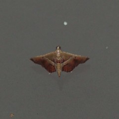 Endotricha repandalis