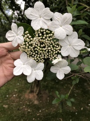 Viburnum macrocephalum