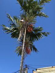 Arecoideae