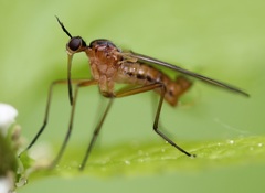 Empis trigramma
