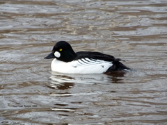 Bucephala clangula