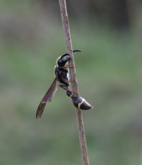 Australozethus tasmaniensis
