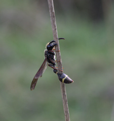 Australozethus tasmaniensis