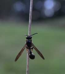 Australozethus tasmaniensis