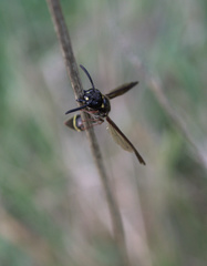 Australozethus tasmaniensis