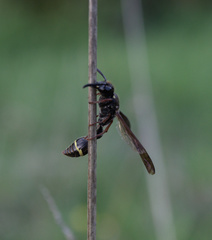 Australozethus tasmaniensis