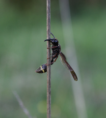 Australozethus tasmaniensis