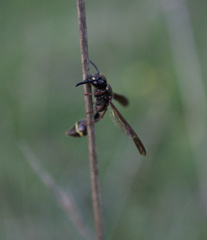 Australozethus tasmaniensis