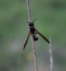 Australozethus tasmaniensis