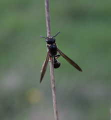 Australozethus tasmaniensis