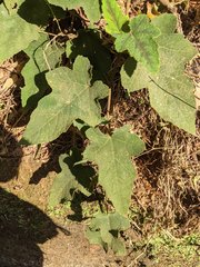 Rubus reflexus hui