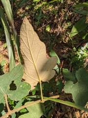 Rubus reflexus hui