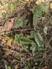 Rubus reflexus hui