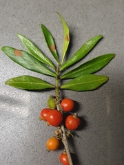 Tricalysia capensis