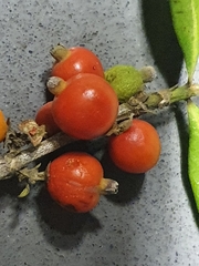 Tricalysia capensis