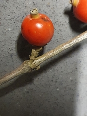 Tricalysia capensis
