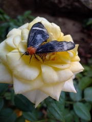 Hyalurga chthonophyle