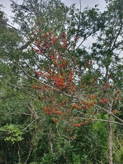 Tricalysia capensis