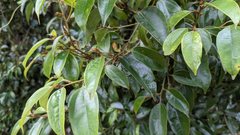 Cryptocarya chinensis