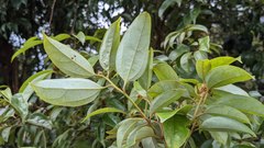 Cryptocarya chinensis