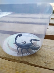 Heterometrus spinifer