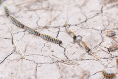 Thaumetopoea pityocampa