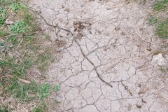 Thaumetopoea pityocampa