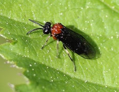 Eutomostethus ephippium