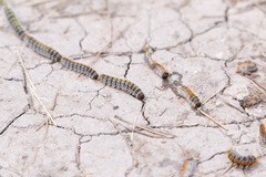 Thaumetopoea pityocampa