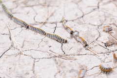 Thaumetopoea pityocampa