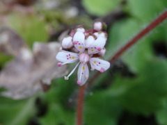 Saxifraga spathularis
