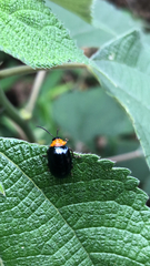 Morphosphaera caerulea