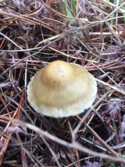 Inocybe sindonia
