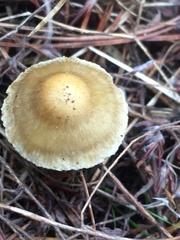 Inocybe sindonia
