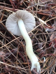 Inocybe sindonia