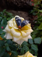 Hyalurga chthonophyle