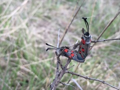 Zygaena rhadamanthus