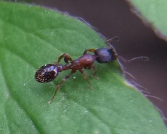 Leptothorax