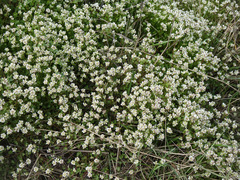 Cochlearia danica