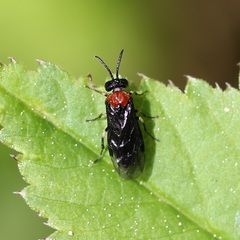 Eutomostethus ephippium