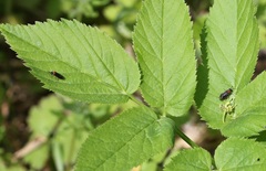 Eutomostethus ephippium