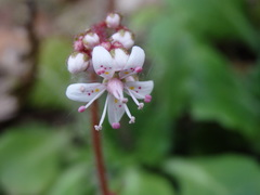 Saxifraga spathularis