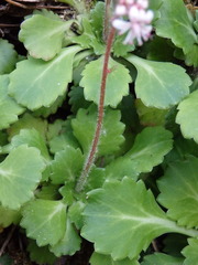 Saxifraga spathularis