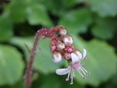 Saxifraga spathularis