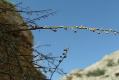 Nanorrhinum judaicum