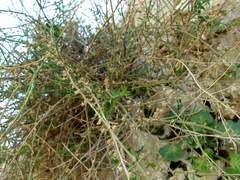 Nanorrhinum judaicum