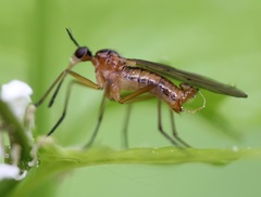 Empis trigramma