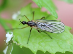 Empis trigramma