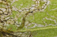 Stigmella ogygia